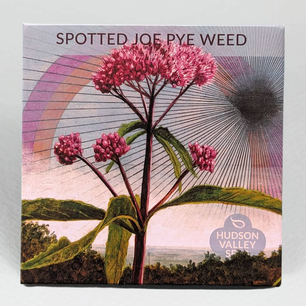 HV Spotted Joe Pye Weed